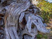 Geschwungene Zirbenwurzeln